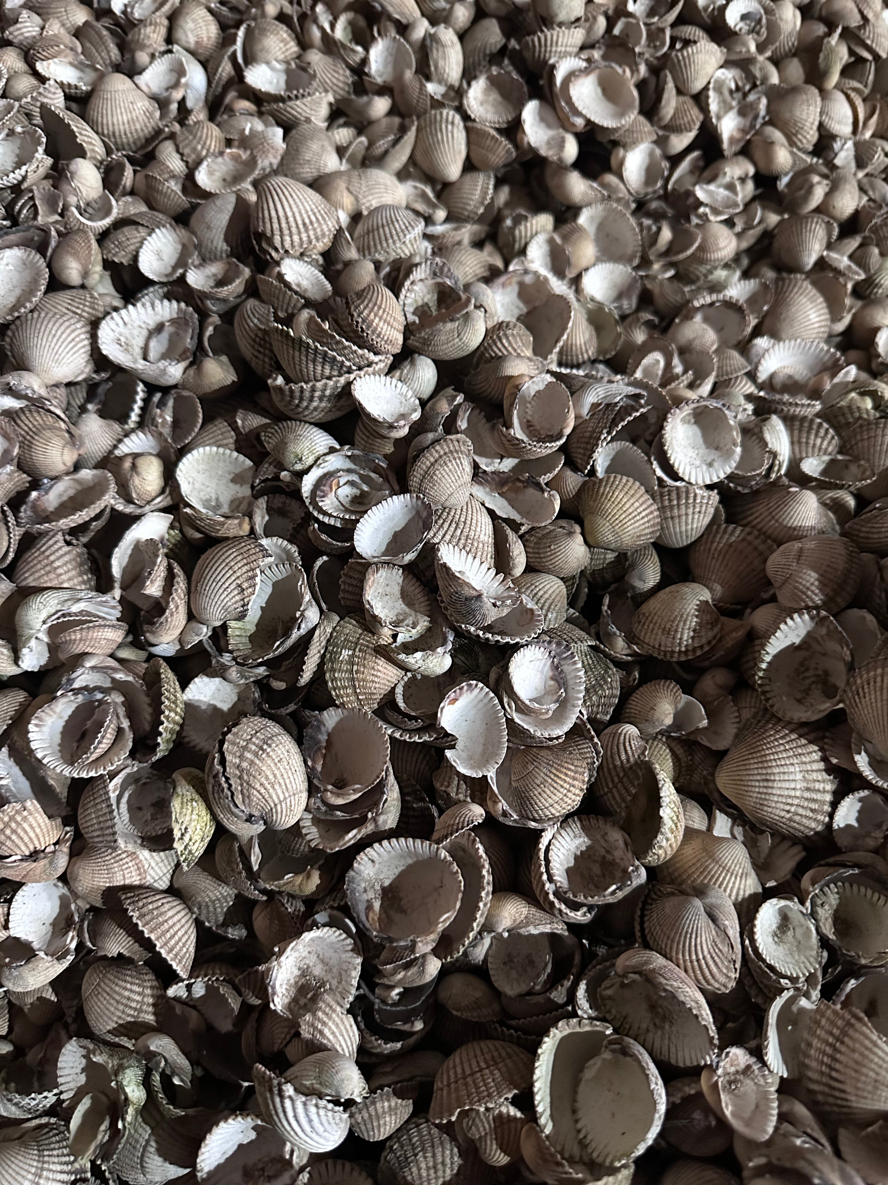 Buy Sea Shells - Whole Cockle
